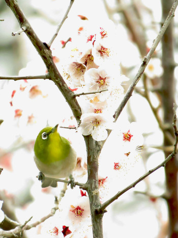 Warbling White-eye 東京都世田谷区 Sun, 3/10/2019