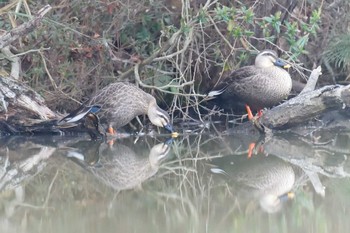 Sun, 3/10/2019 Birding report at Mie-ken Ueno Forest Park