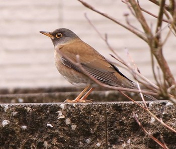 Pale Thrush 愛媛県愛南町 Sun, 3/10/2019