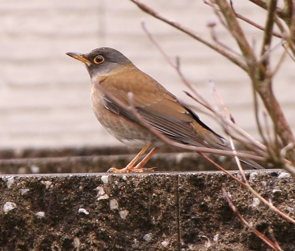 この野鳥の種類を教えてください！アカハラにもシロハラにも見えるのですが by hide084