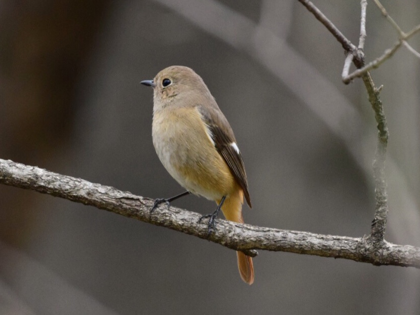 Daurian Redstart