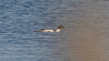 カワアイサ ウトナイ湖 2019年3月10日(日)