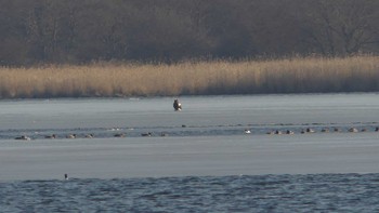 オオワシ ウトナイ湖 2019年3月10日(日)