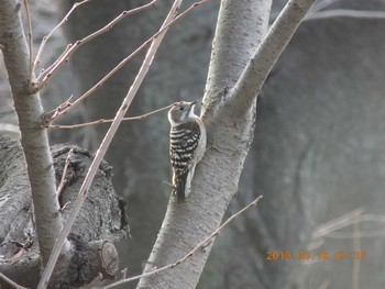 Japanese Pygmy Woodpecker 埼玉県鴻巣市吹上　元荒川 Sun, 3/10/2019
