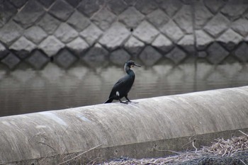 カワウ 埼玉県　某調整池 2019年3月10日(日)