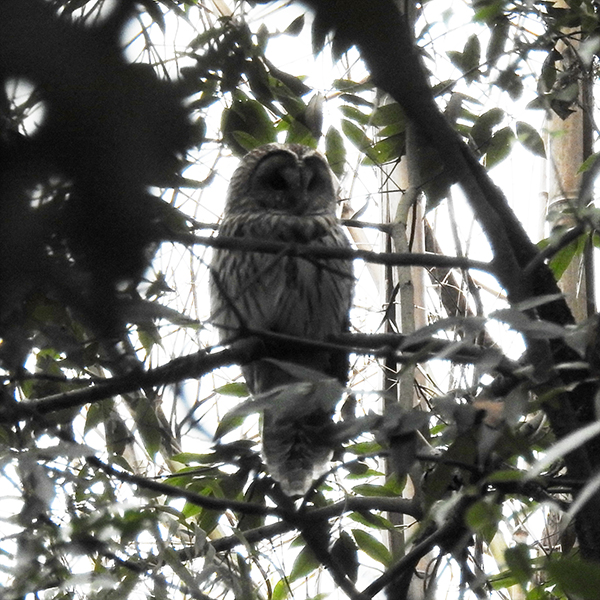 大町公園(市川市) フクロウの写真 by sigsan