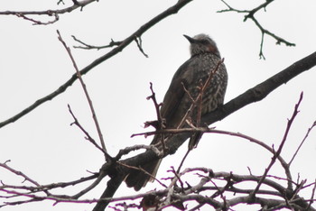 2019年3月10日(日) 山ノ神沼の野鳥観察記録