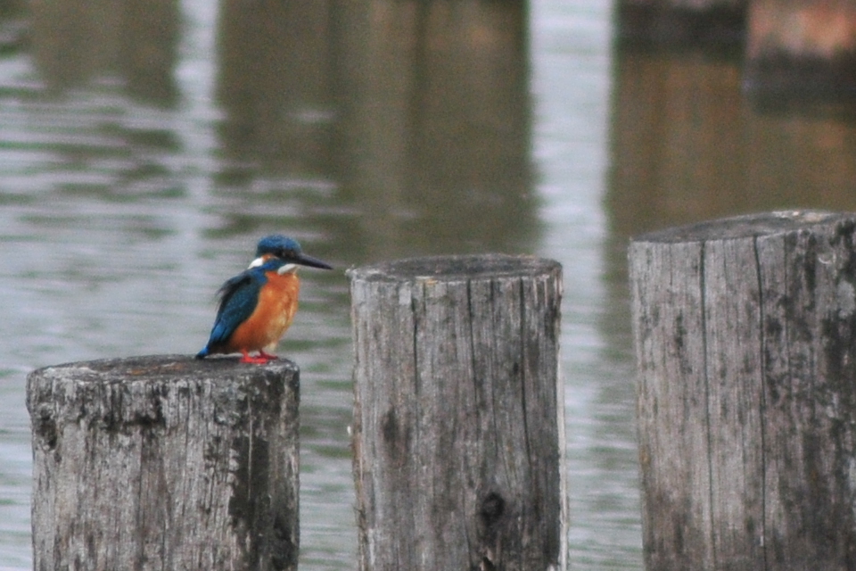 Photo of Common Kingfisher at 山ノ神沼 by Lalxu