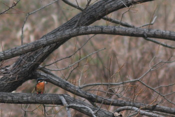 Common Kingfisher 山ノ神沼 Sun, 3/10/2019