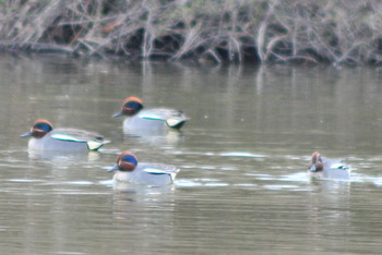 Eurasian Teal 山ノ神沼 Sun, 3/10/2019