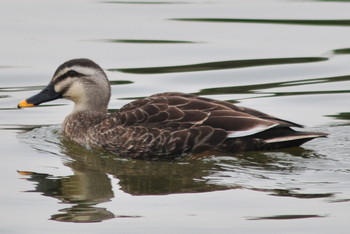 Eastern Spot-billed Duck 山ノ神沼 Sun, 3/10/2019