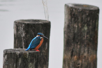 Common Kingfisher 山ノ神沼 Sun, 3/10/2019