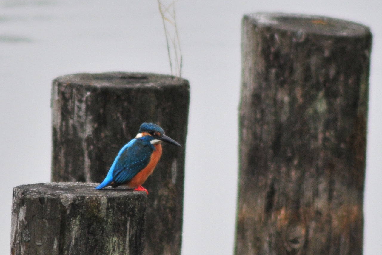 Common Kingfisher