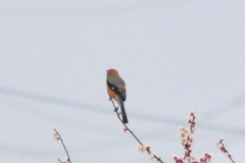 Bull-headed Shrike 山ノ神沼 Sun, 3/10/2019