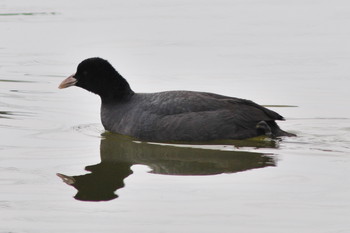 Eurasian Coot 山ノ神沼 Sun, 3/10/2019