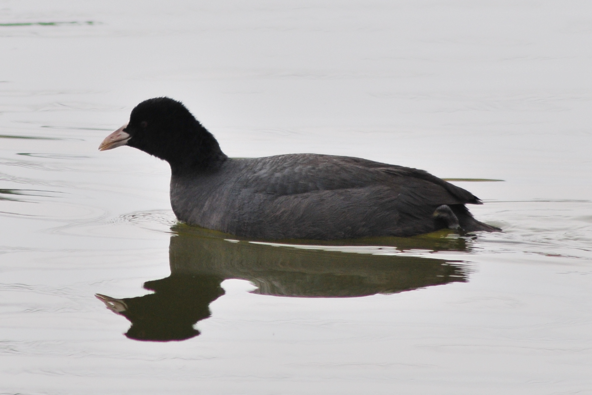 Eurasian Coot