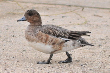 Eurasian Wigeon 山ノ神沼 Sun, 3/10/2019