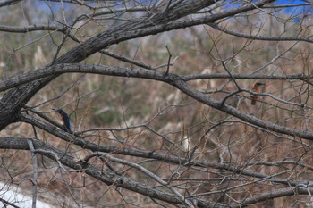 Common Kingfisher 山ノ神沼 Sun, 3/10/2019