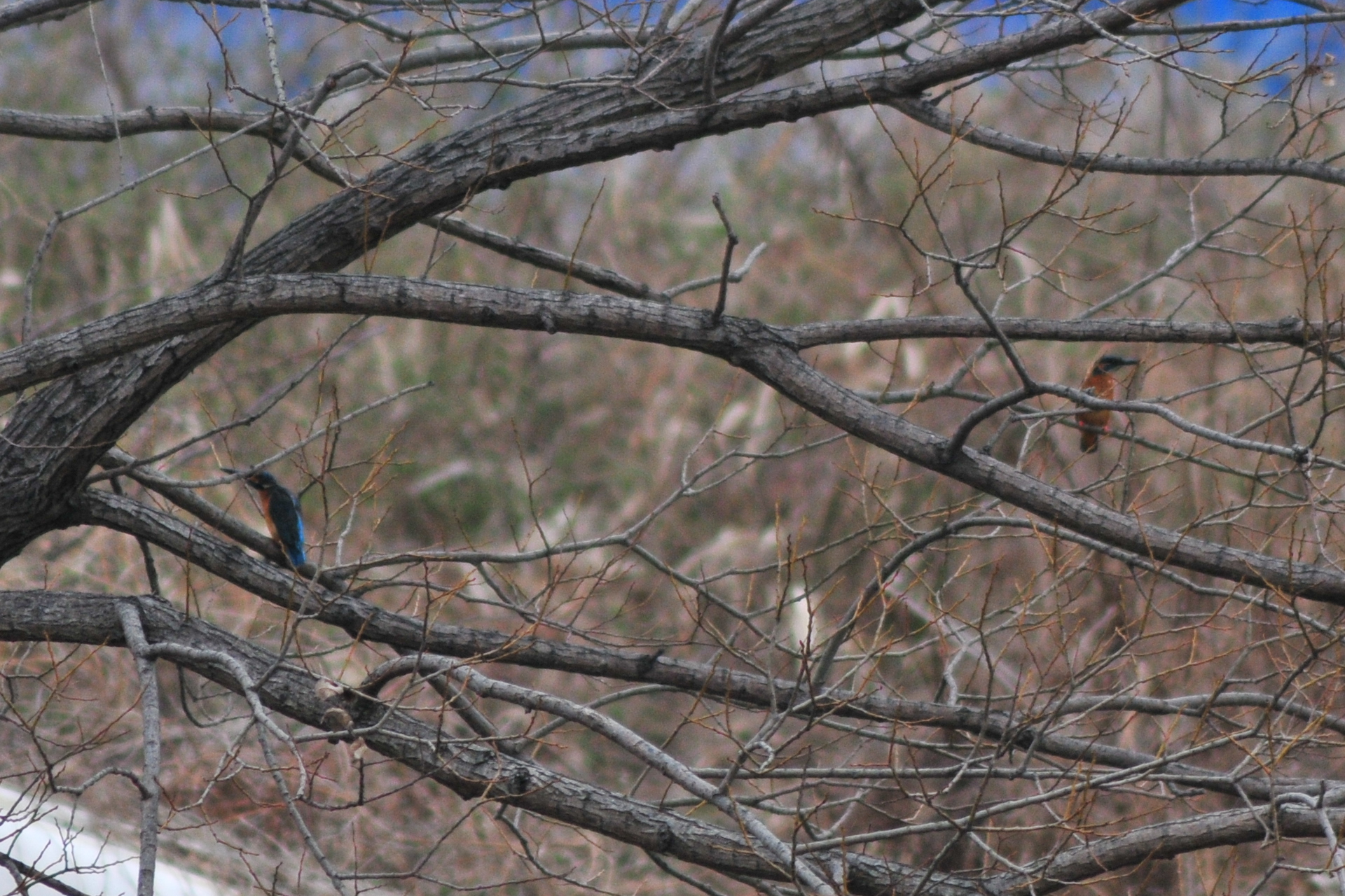 Common Kingfisher