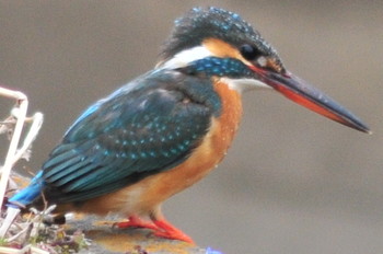 Common Kingfisher 山ノ神沼 Sun, 3/10/2019