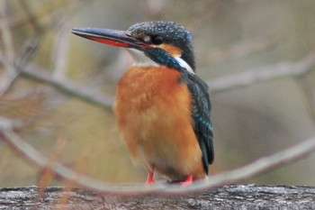 Common Kingfisher 山ノ神沼 Sun, 3/10/2019