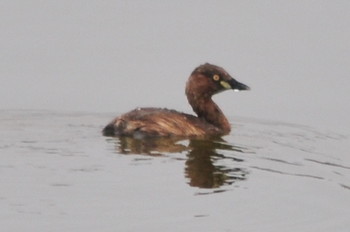 Little Grebe 山ノ神沼 Sun, 3/10/2019