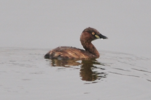 Photo of Little Grebe at 山ノ神沼 by Lalxu