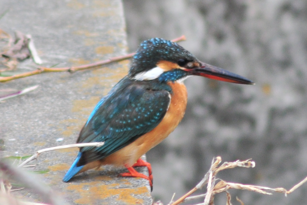 Common Kingfisher