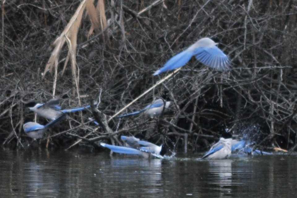 Azure-winged Magpie