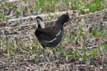 Common Moorhen 山ノ神沼 Sun, 3/10/2019