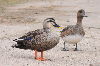 Eastern Spot-billed Duck 山ノ神沼 Sun, 3/10/2019