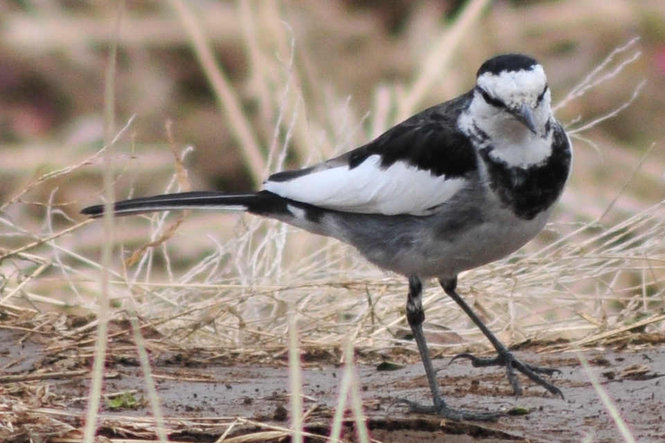 Photo of White Wagtail at 山ノ神沼 by Lalxu