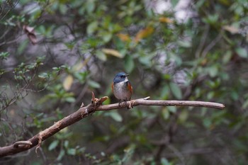 Red-flanked Bluetail 東京都多摩地域 Sun, 3/10/2019