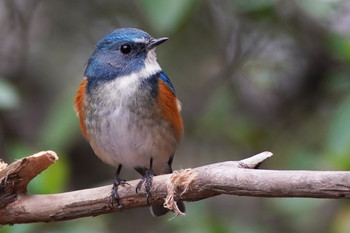 Red-flanked Bluetail 東京都多摩地域 Sun, 3/10/2019