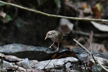 Puff-throated Babbler タイ Thu, 2/21/2019