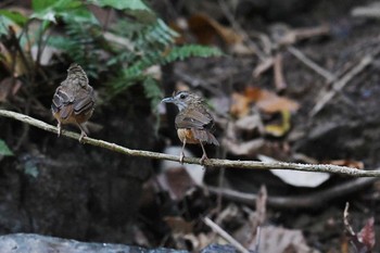 ハシブトムジチメドリ