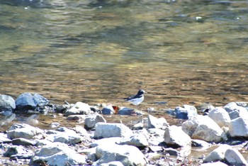 Japanese Wagtail Unknown Spots Fri, 3/8/2019