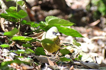 Yellow Bunting Unknown Spots Fri, 3/8/2019