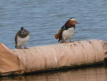 2019年3月10日(日) 相模原沈殿池の野鳥観察記録