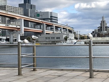 ユリカモメ ハーバーランド 2019年1月2日(水)