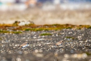 2019年3月9日(土) 宮城県石巻市雲雀野埋立地の野鳥観察記録