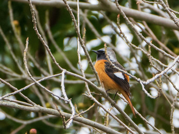 2019年3月3日(日) 御笠川(福岡県太宰府市)の野鳥観察記録