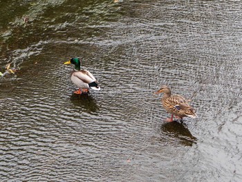 マガモ 御笠川(福岡県太宰府市) 2019年3月3日(日)