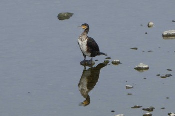 カワウ 相模川 2019年3月10日(日)