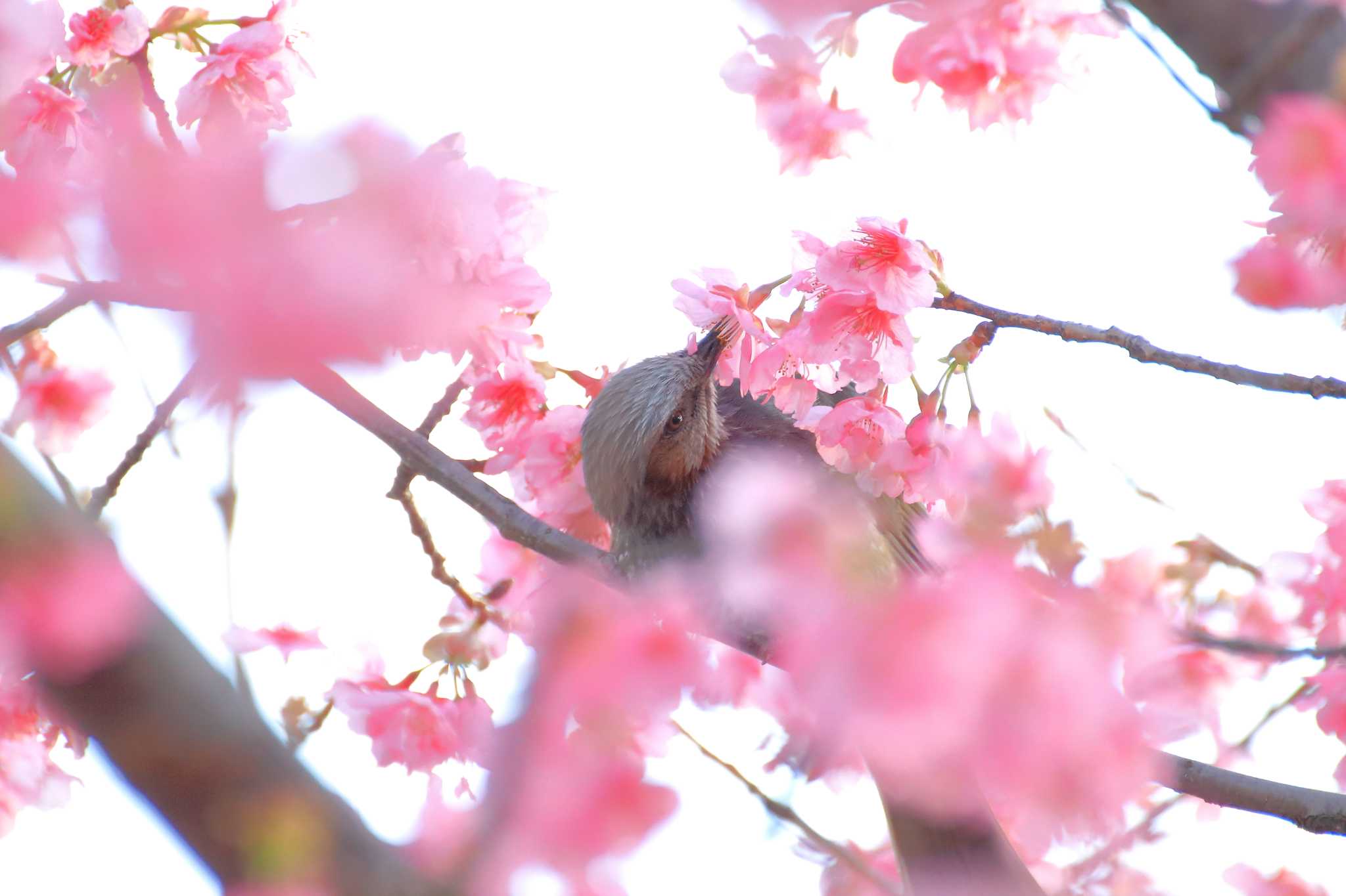 神奈川県綾瀬市 ヒヨドリの写真 by すなけし