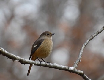 Daurian Redstart North Inba Swamp Tue, 12/25/2018