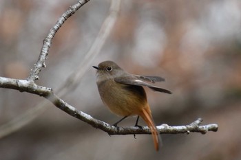 Daurian Redstart North Inba Swamp Tue, 12/25/2018