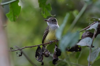 Panama Flycatcher El Chiru Wed, 1/9/2019