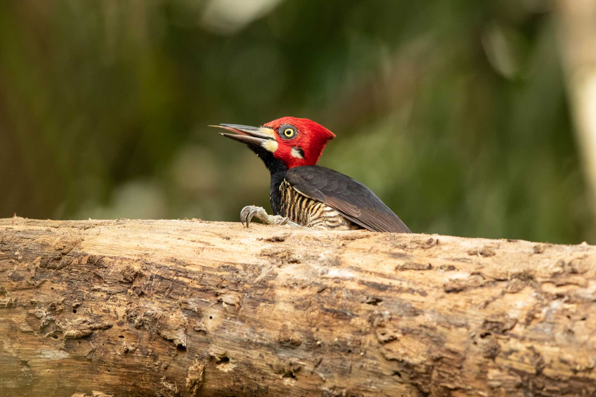 Photo of Crimson-crested Woodpecker at Pipeline Road(Gamboa) by Trio