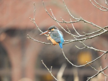 Common Kingfisher 埼玉県 Wed, 2/27/2019